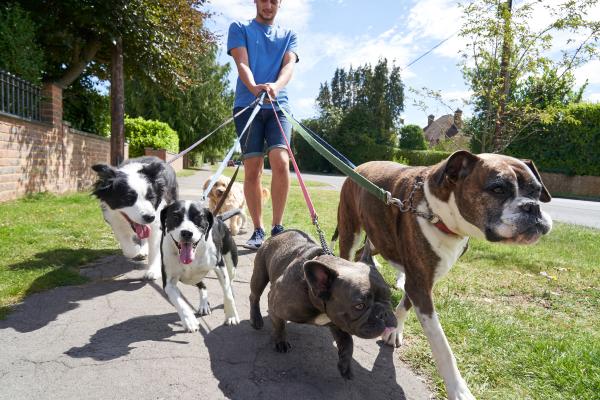7 dicas de como treinar meu cão